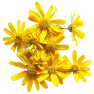 MSM (Dimethyl Sulfone)